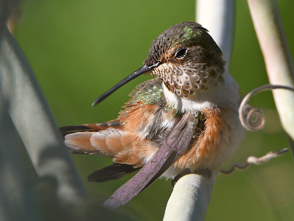 Hummer13.jpg