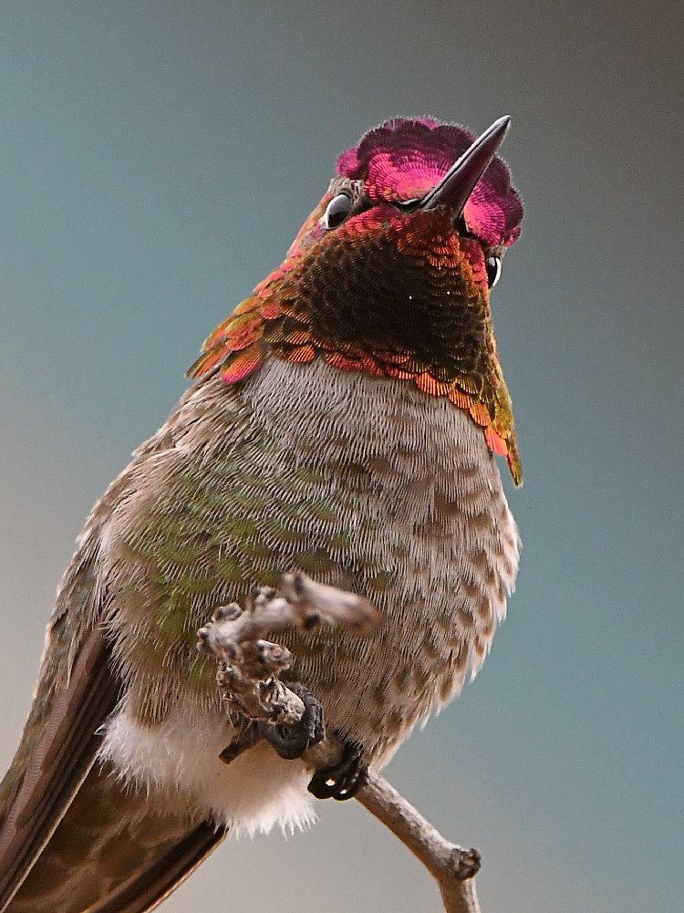 Hummer13.jpg