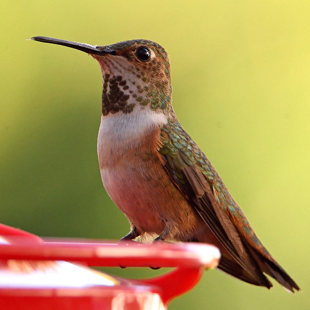 Hummer13.jpg