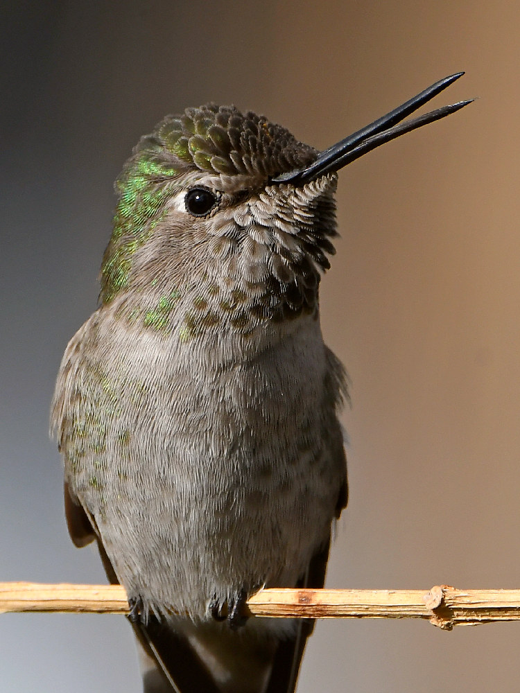 Hummer13.jpg