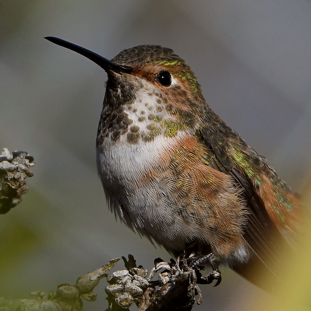 Hummer13.jpg
