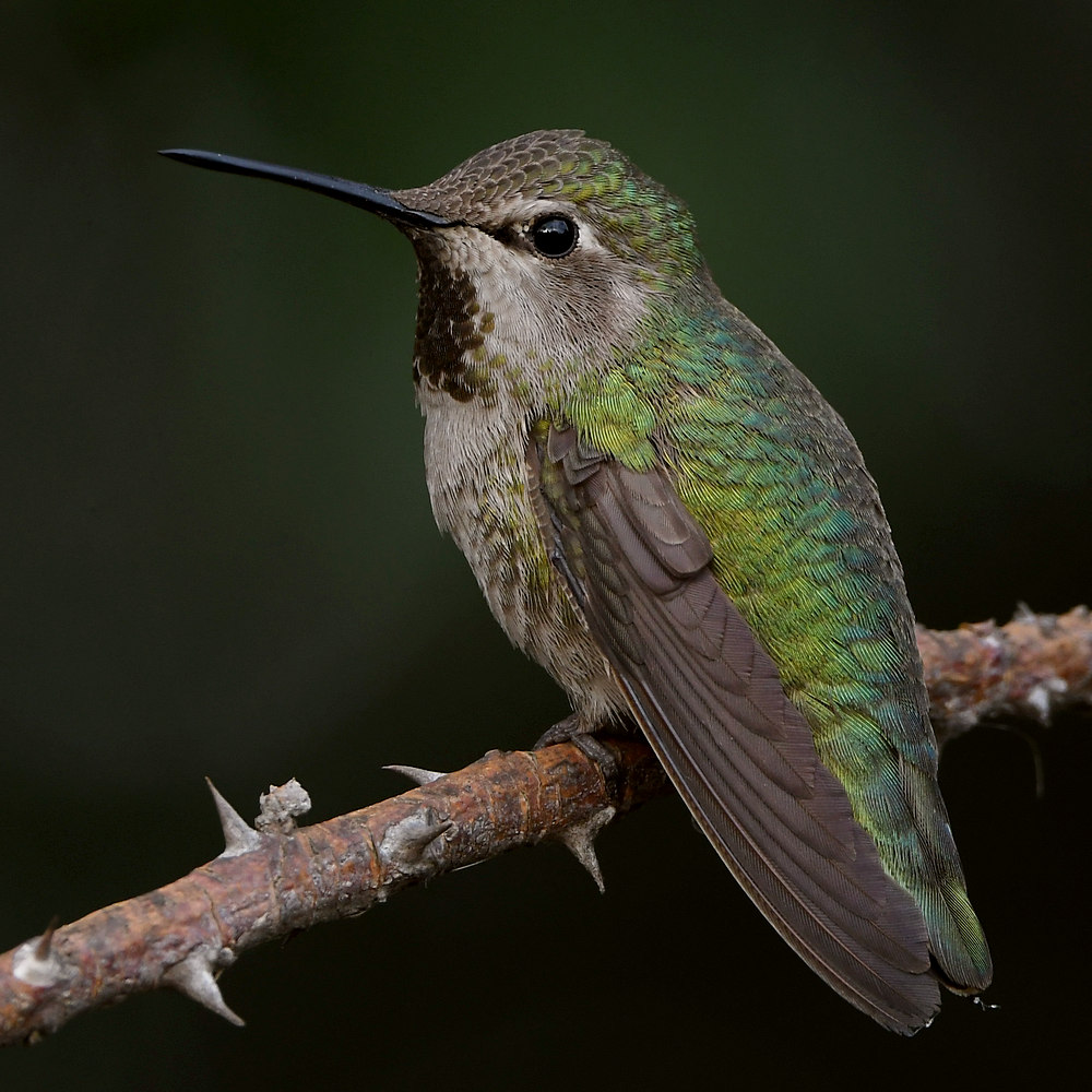 Hummer13.jpg