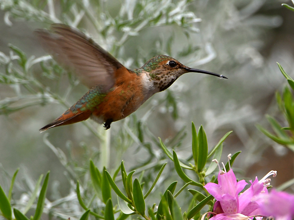 Hummer13.jpg