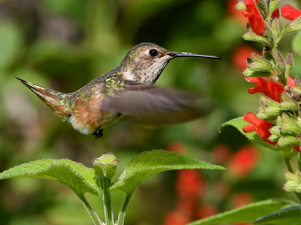 Hummer13.jpg