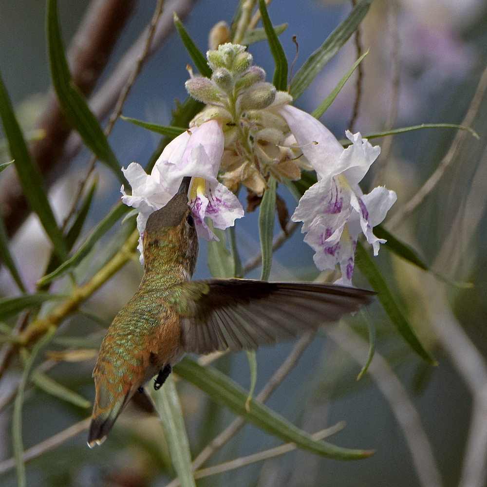 Hummer13.jpg