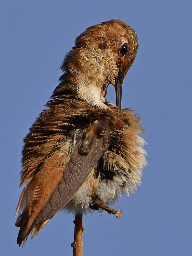Hummer13.jpg