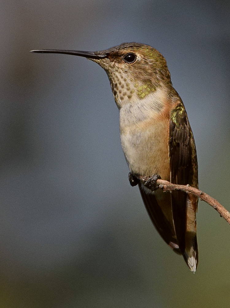 Hummer13.jpg