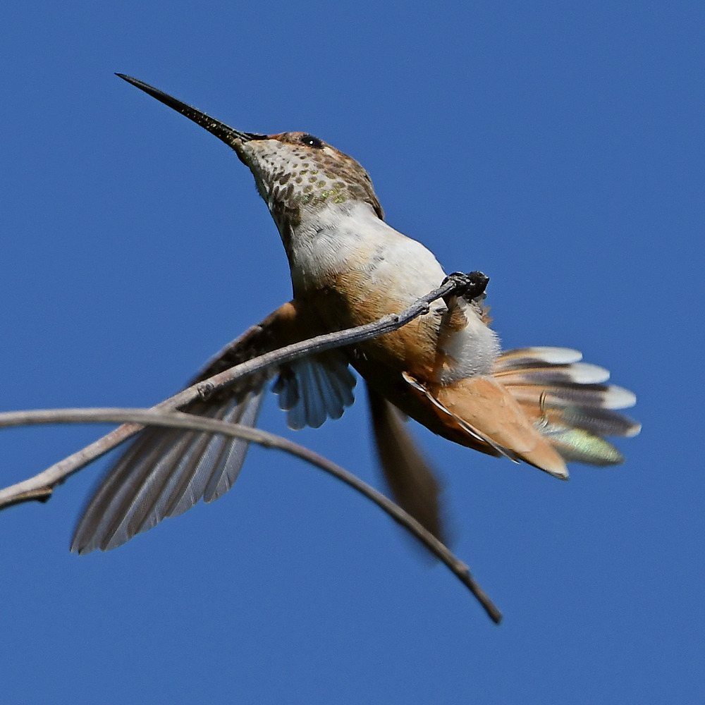 Hummer13.jpg