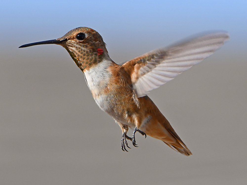 Hummer13.jpg