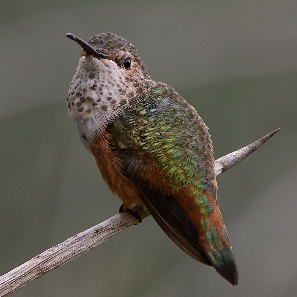 Hummer13.jpg