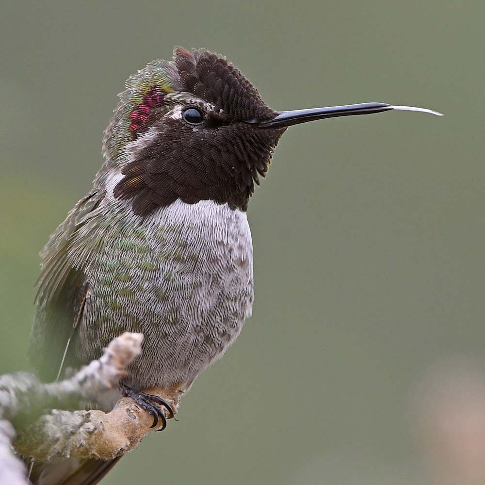 Hummer13.jpg