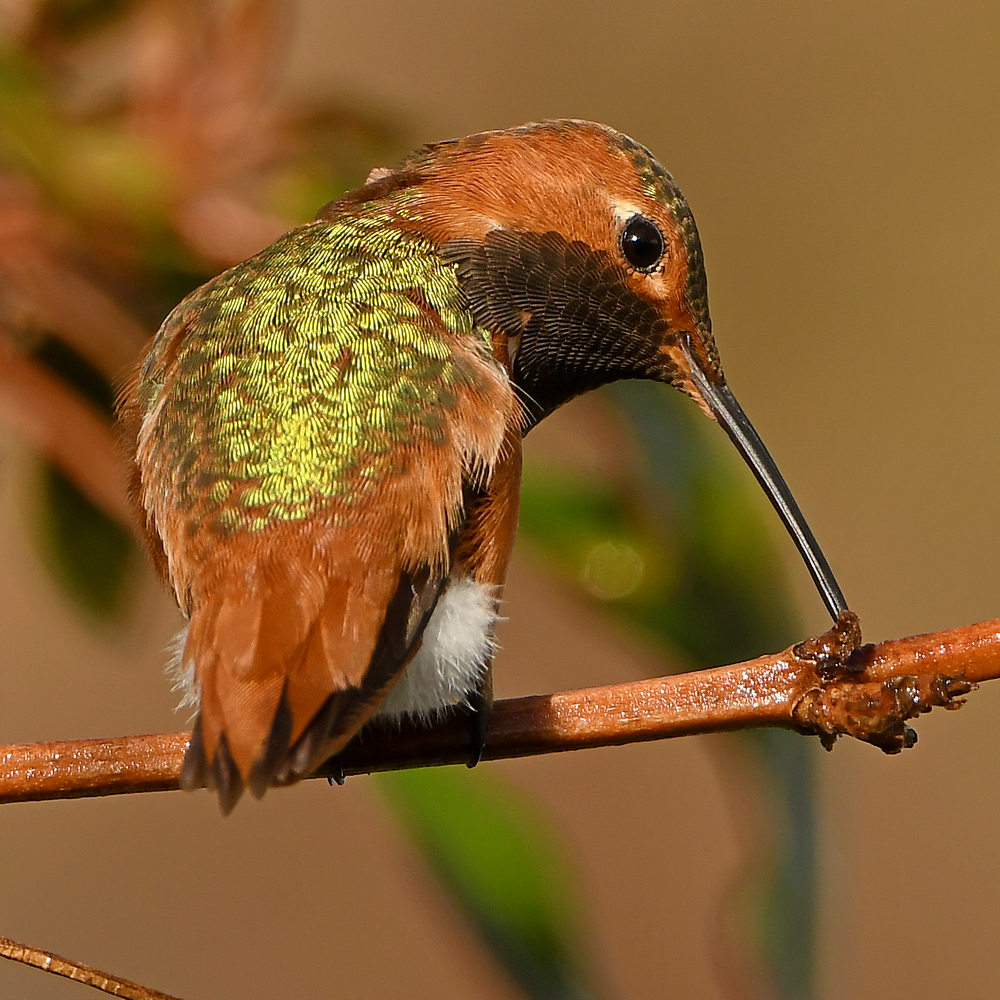 Hummer13.jpg