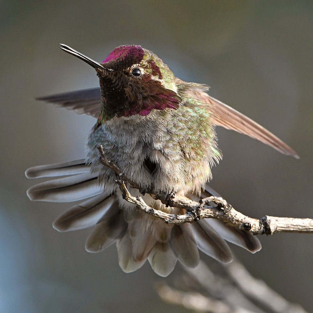 Hummer13.jpg