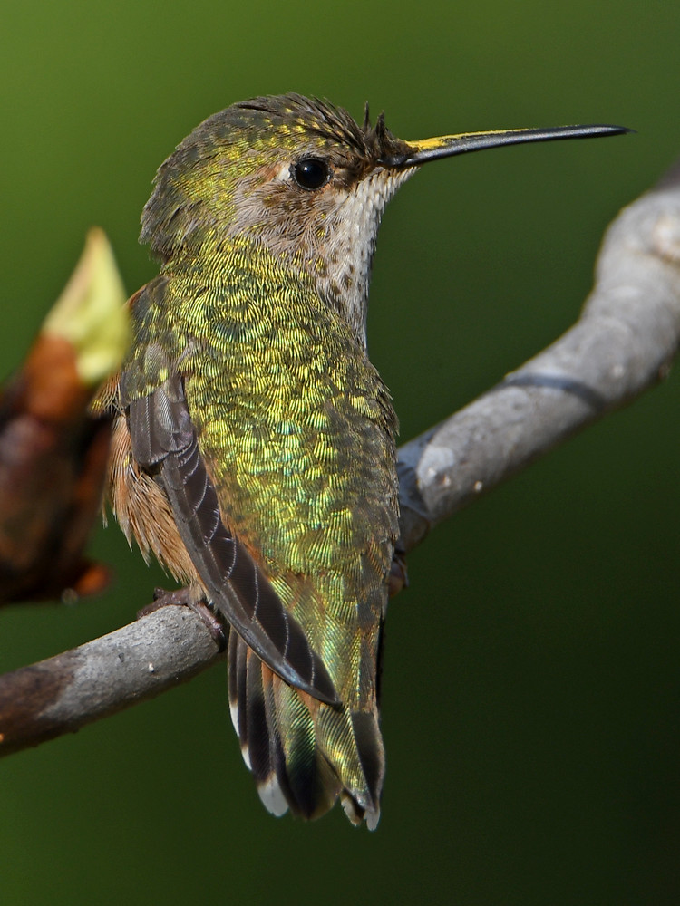 Hummer13.jpg