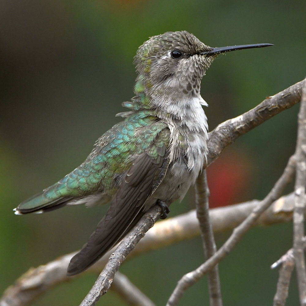 Hummer13.jpg