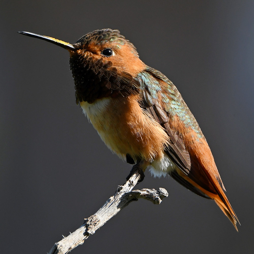 Hummer13.jpg