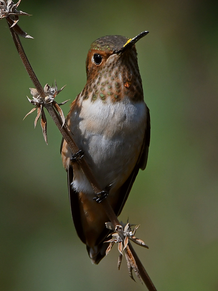 Hummer13.jpg