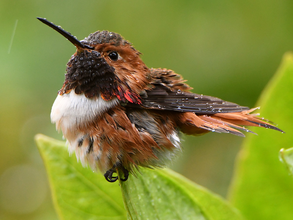 Hummer13.jpg