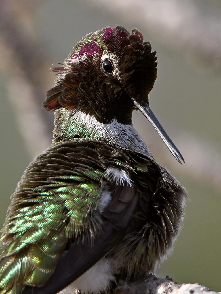 Hummer13.jpg