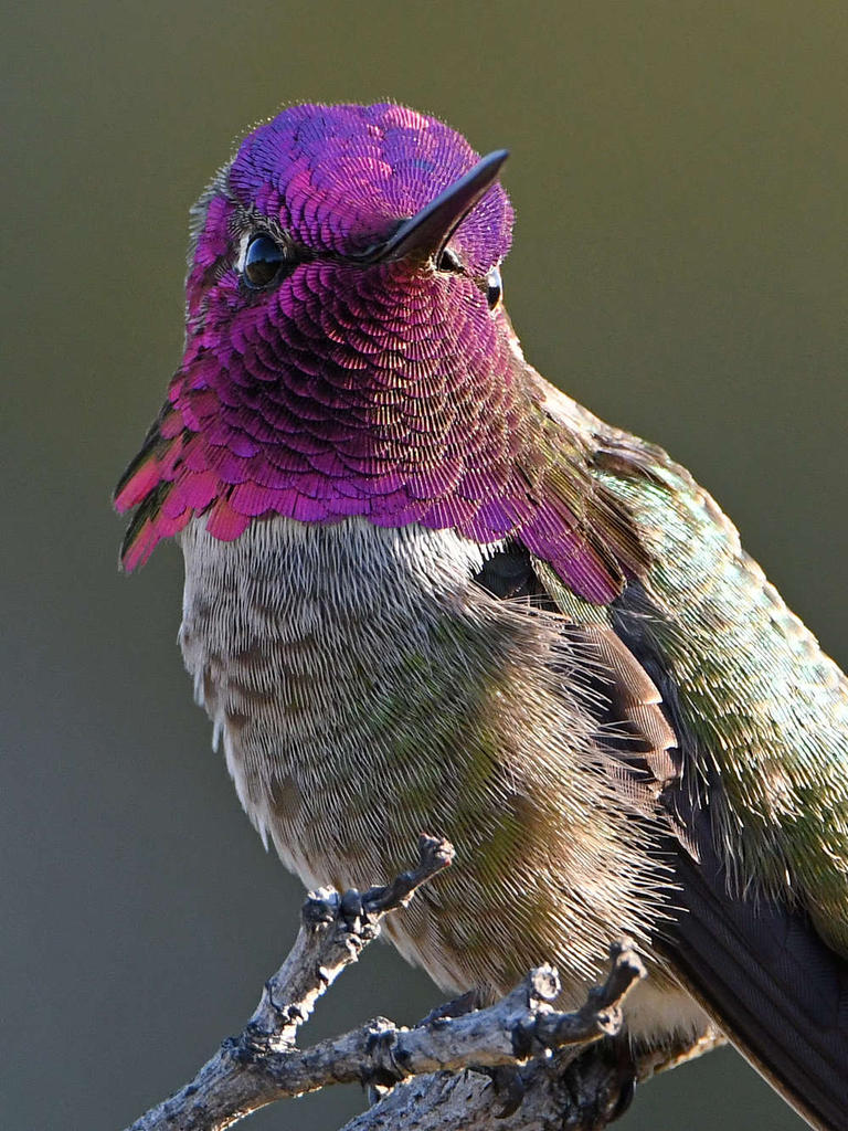 Hummer13.jpg