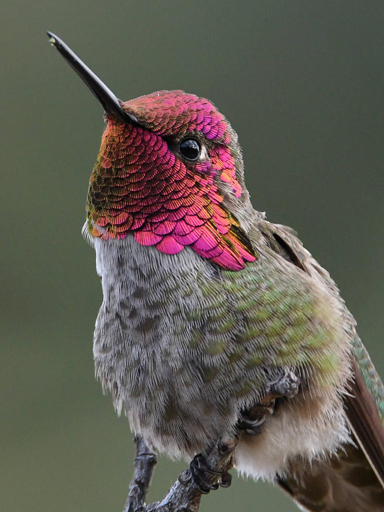 Hummer13.jpg