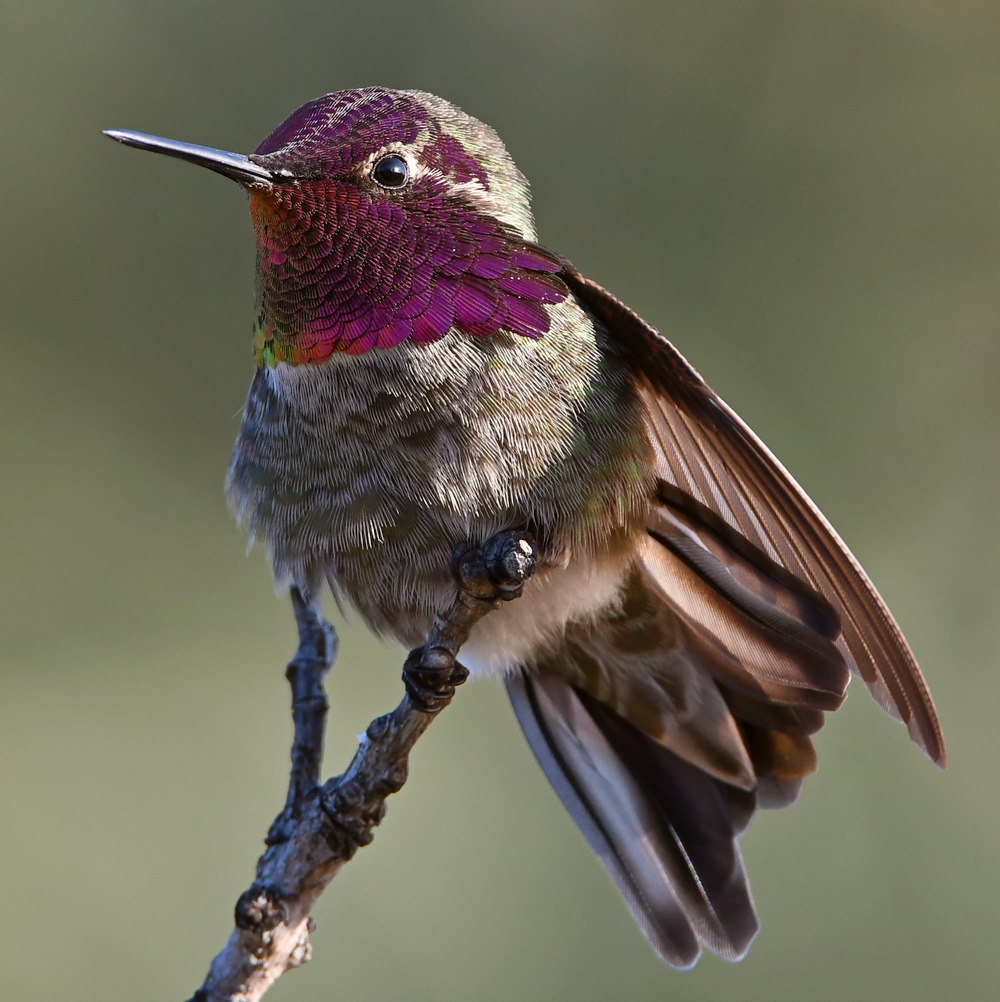 Hummer13.jpg