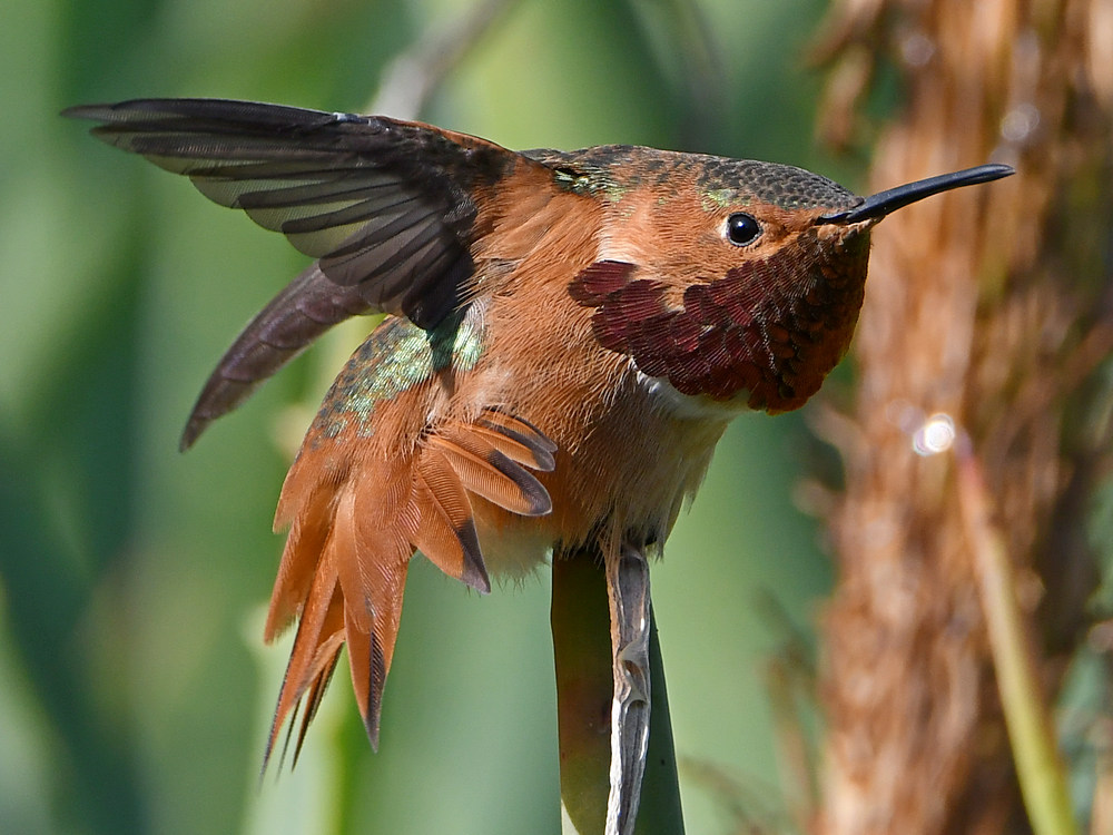 Hummer13.jpg