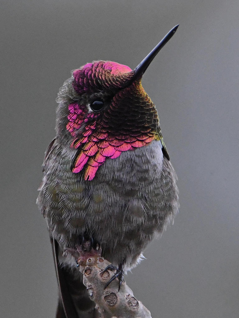 Hummer13.jpg
