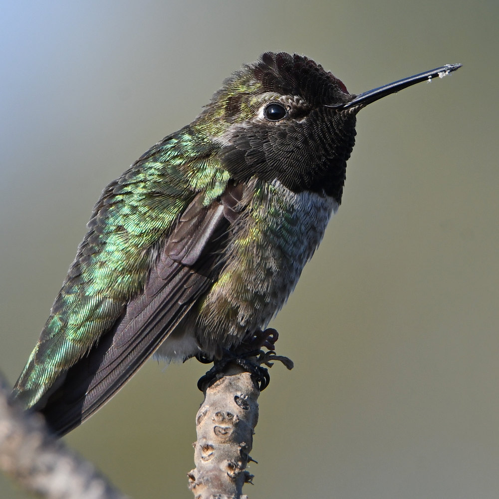 Hummer13.jpg