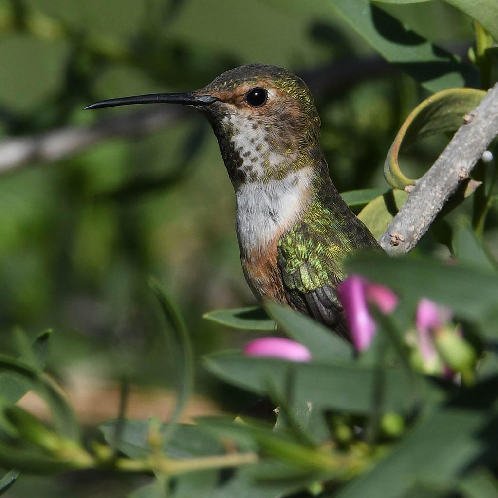 Hummer13.jpg