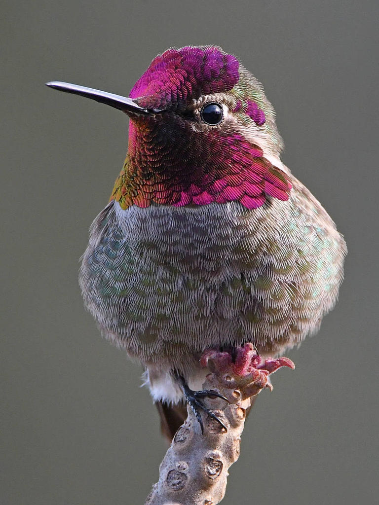 Hummer13.jpg