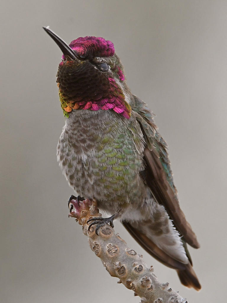 Hummer13.jpg