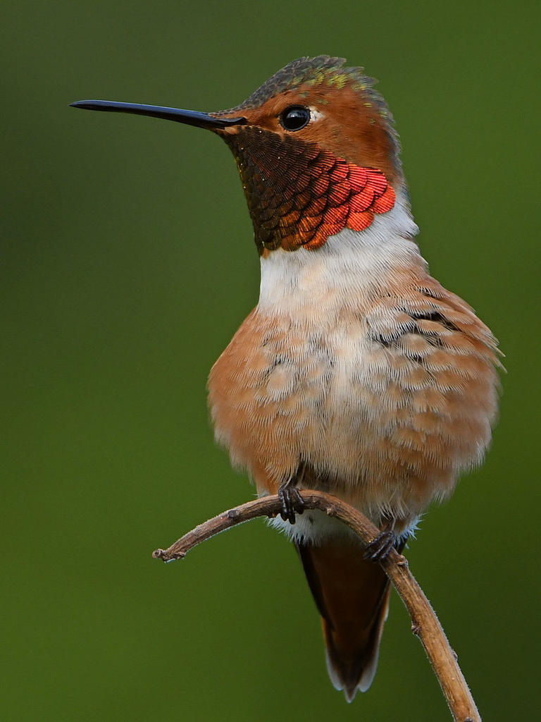 Hummer13.jpg
