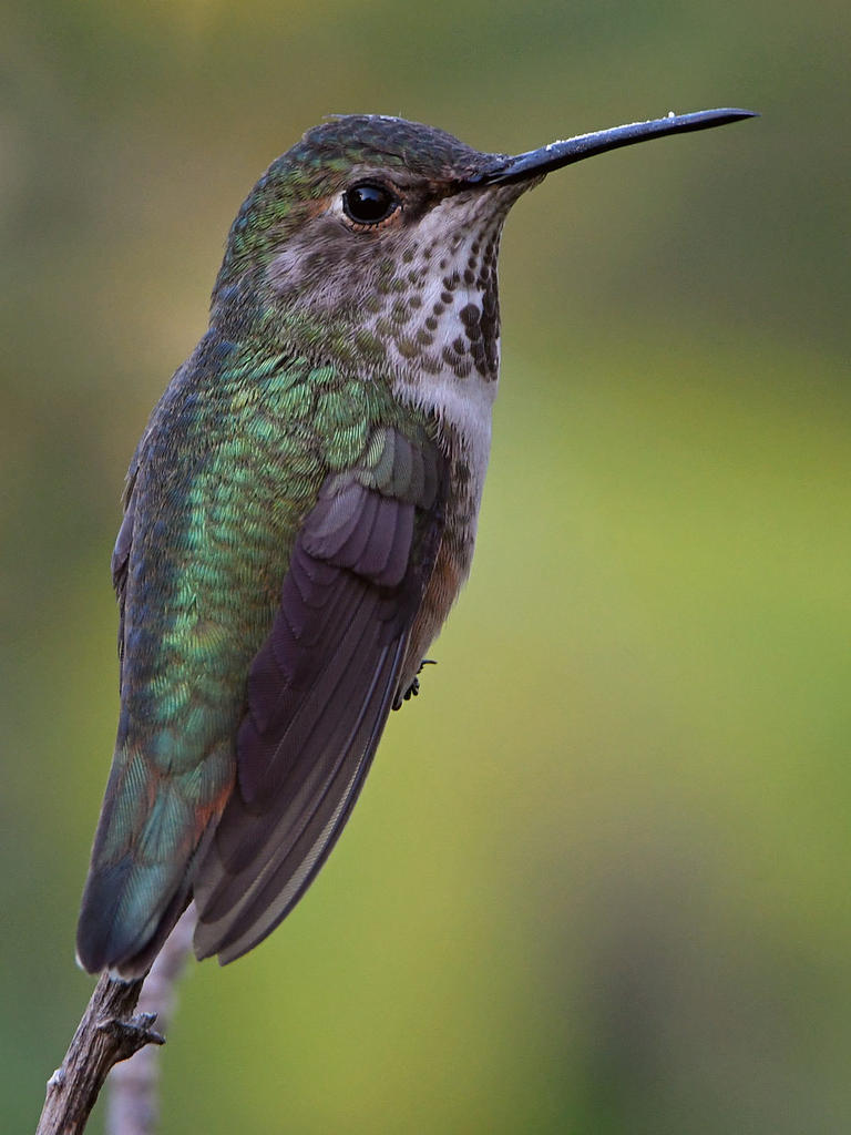 Hummer13.jpg