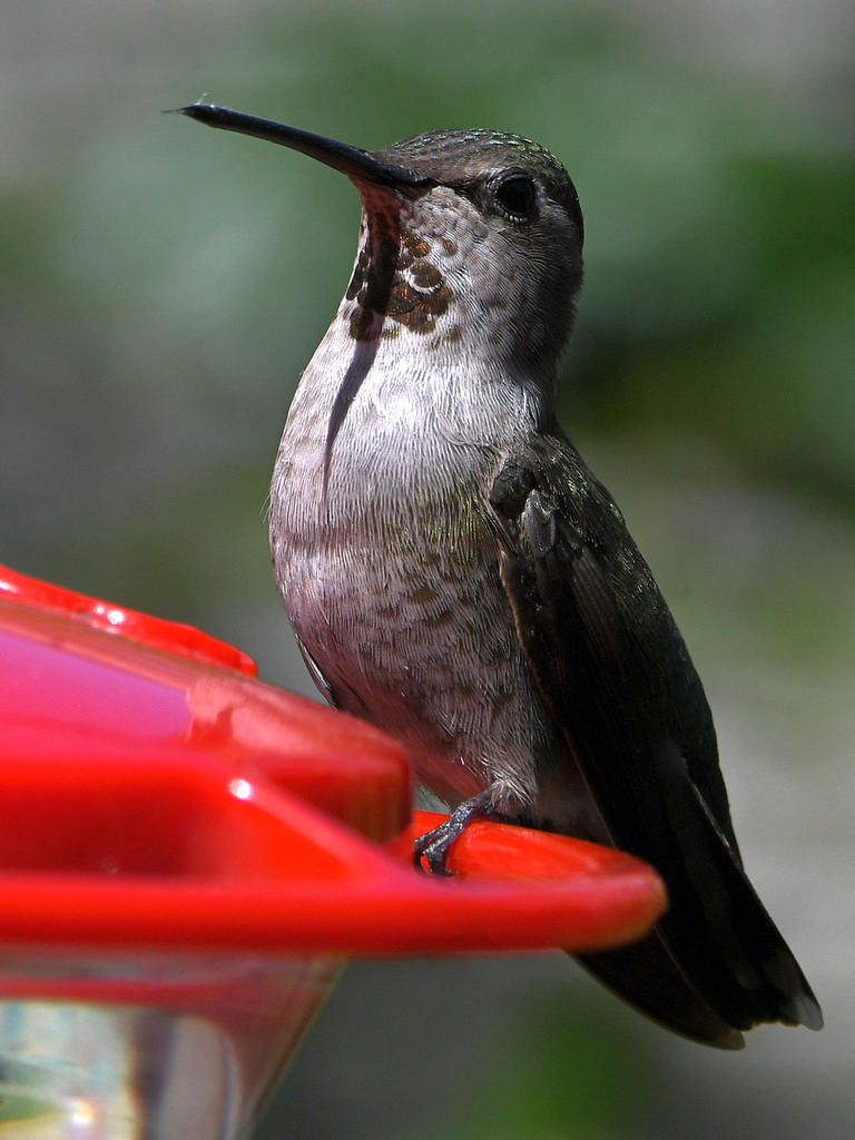 Hummer13.jpg
