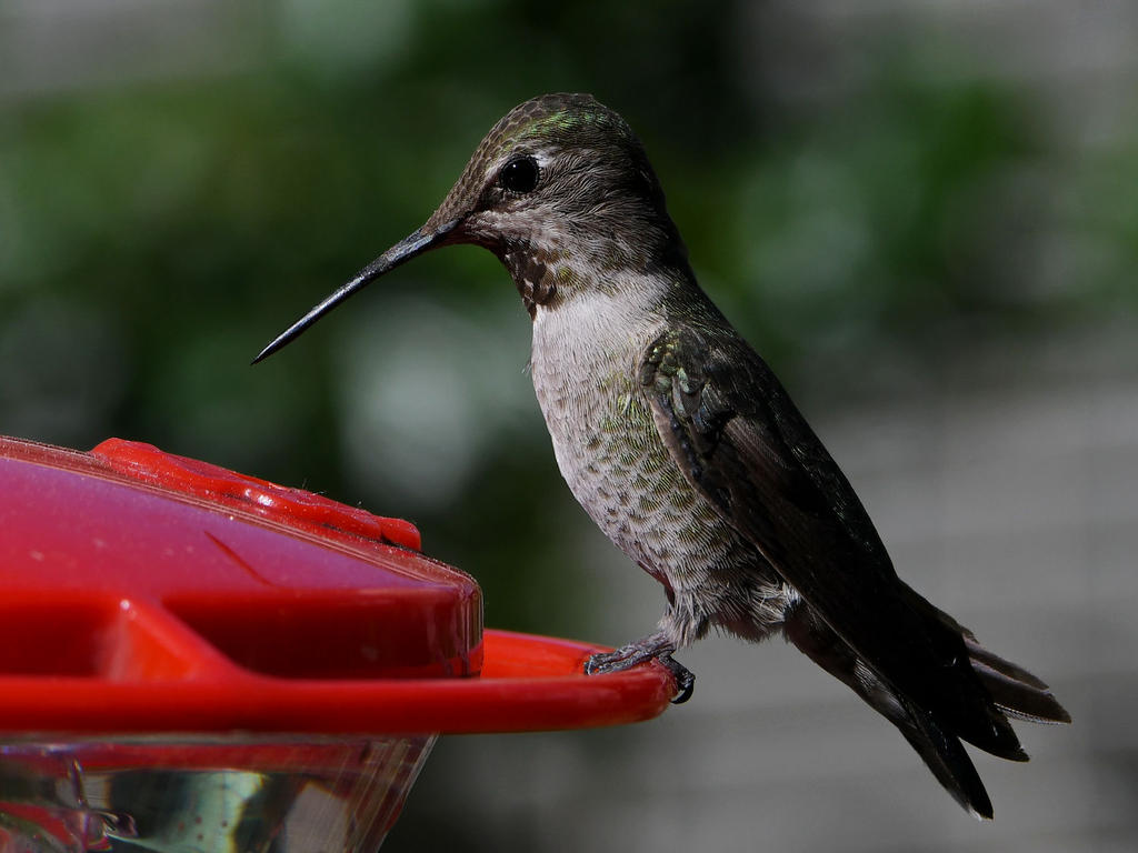 Hummer13.jpg