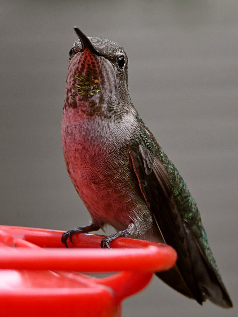 Hummer13.jpg