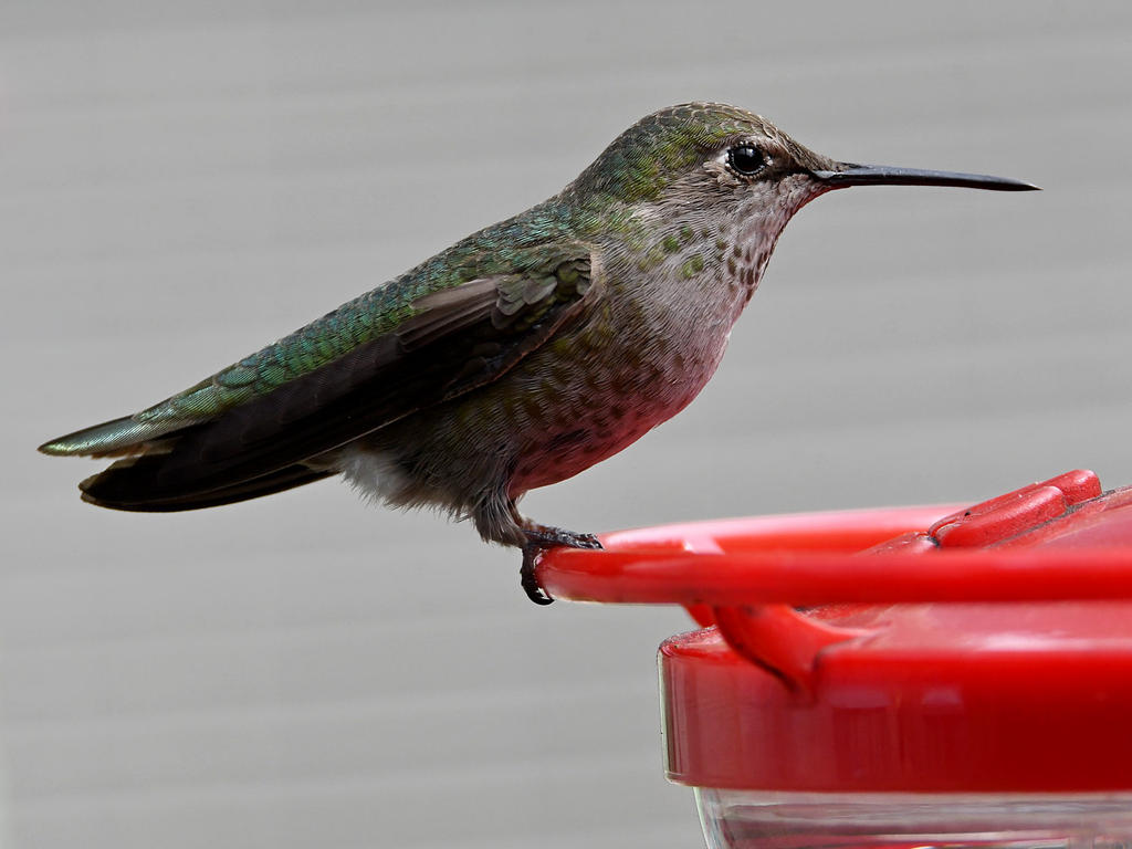 Hummer13.jpg