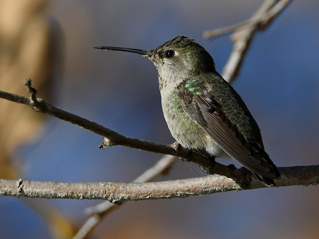 Hummer13.jpg