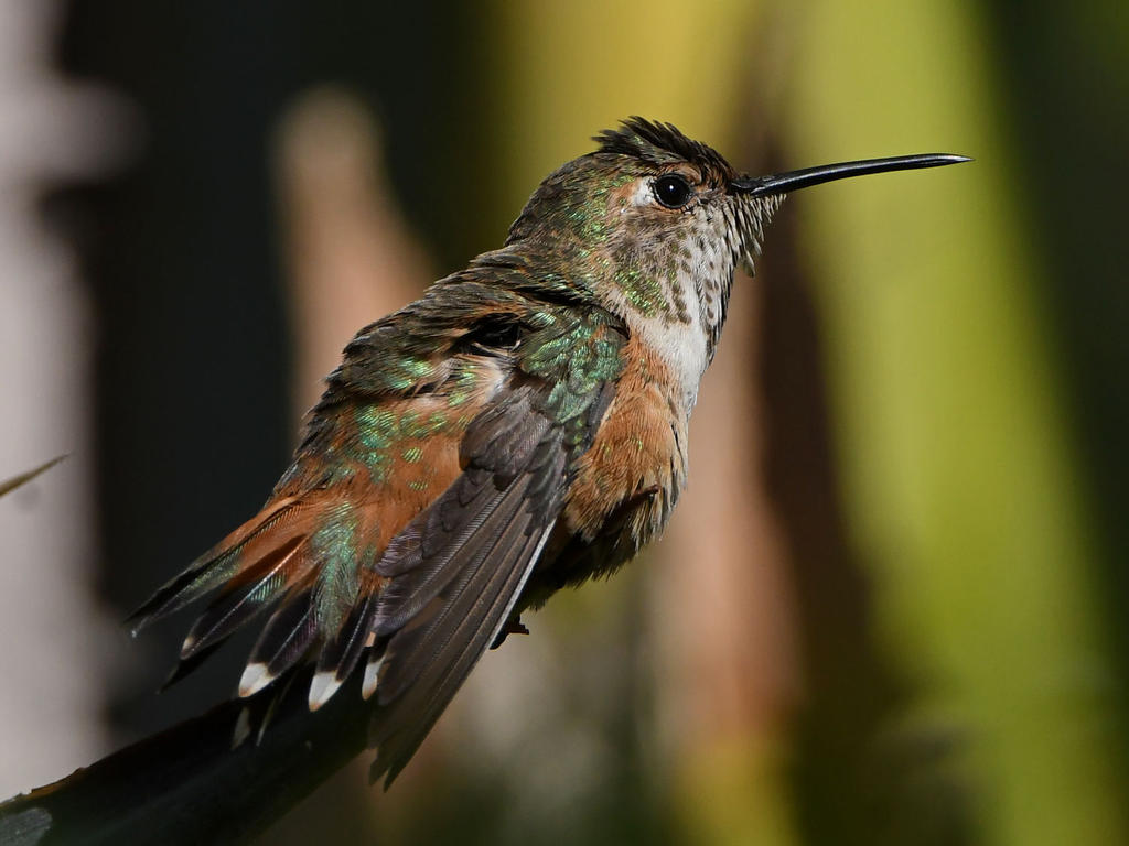 Hummer13.jpg