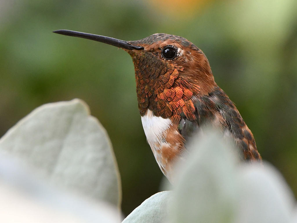 Hummer13.jpg