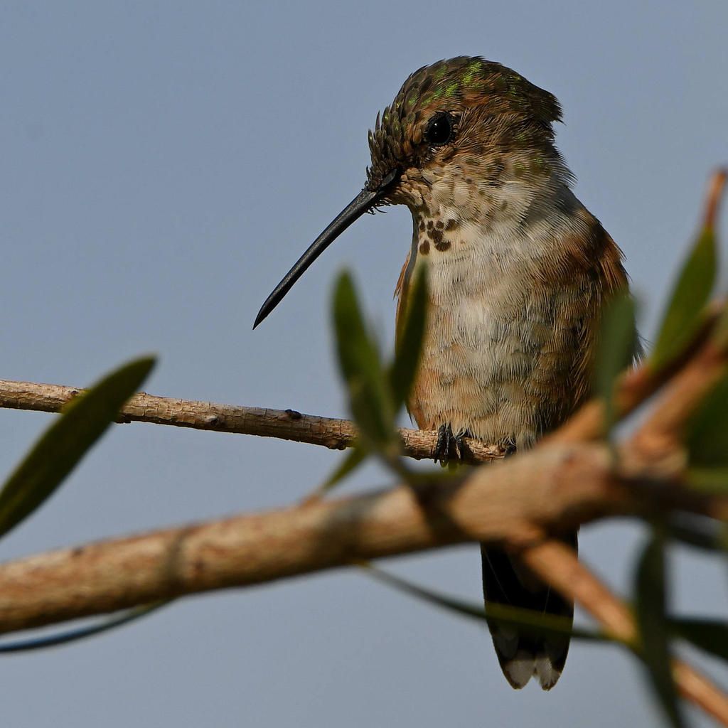 Hummer13.jpg