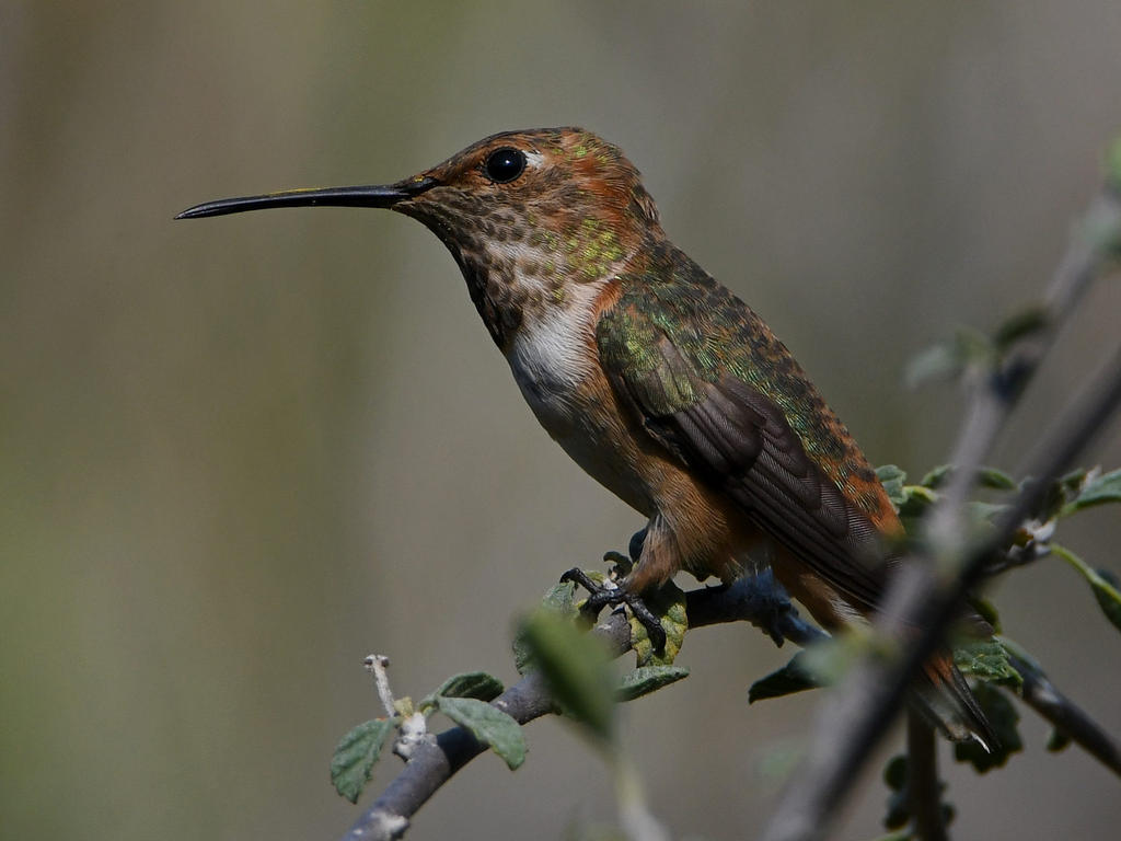 Hummer13.jpg