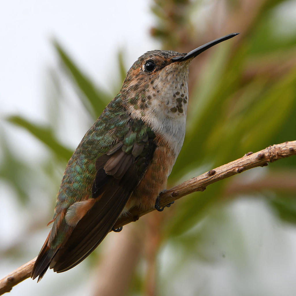 Hummer13.jpg