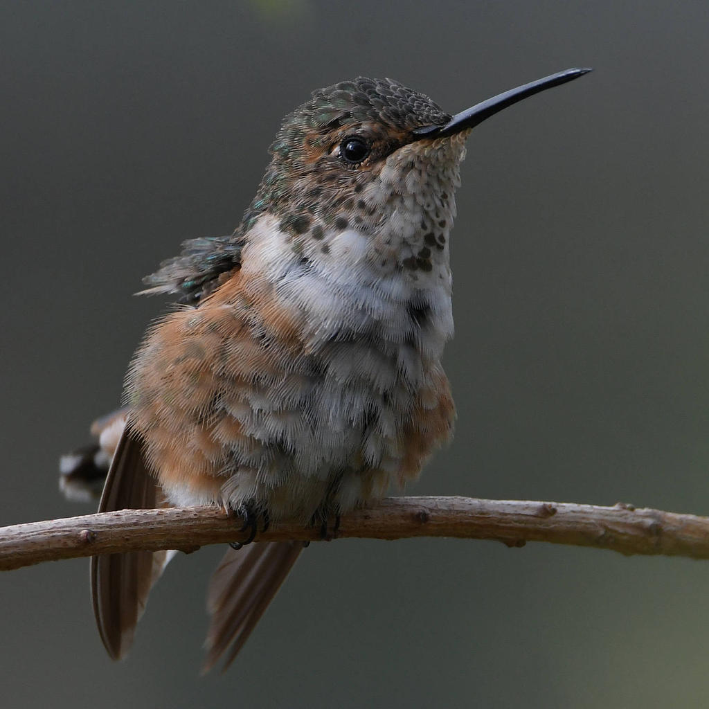 Hummer13.jpg