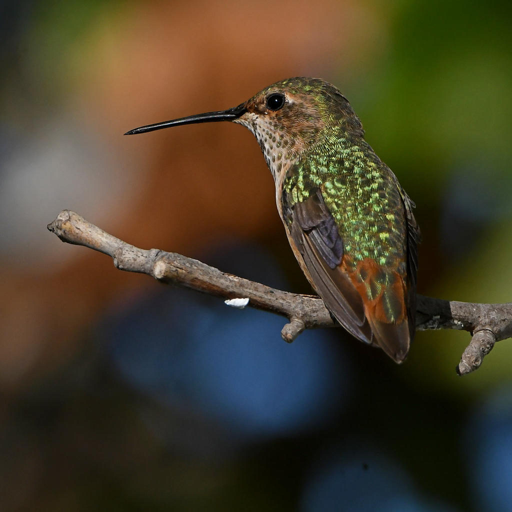 Hummer13.jpg