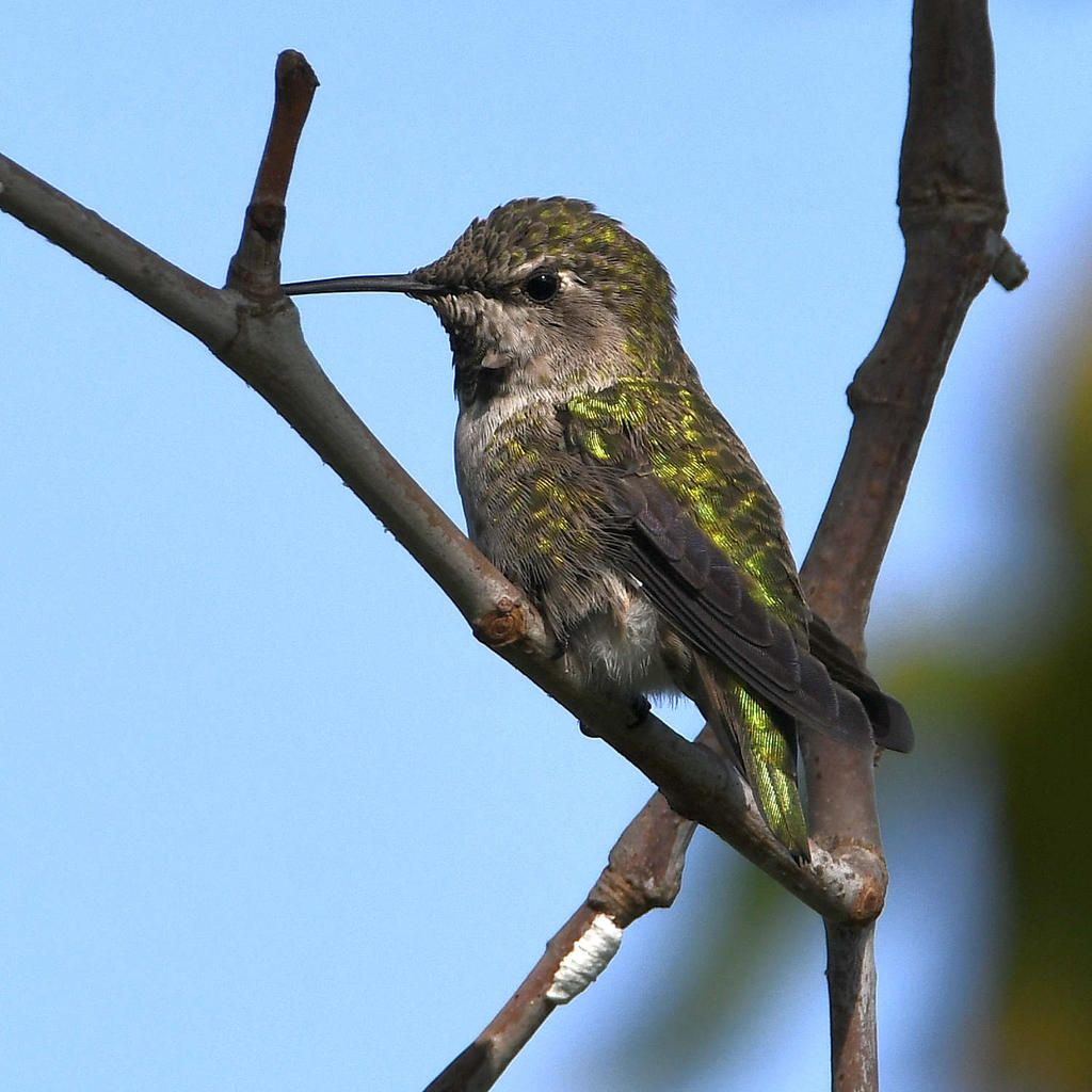 Hummer13.jpg