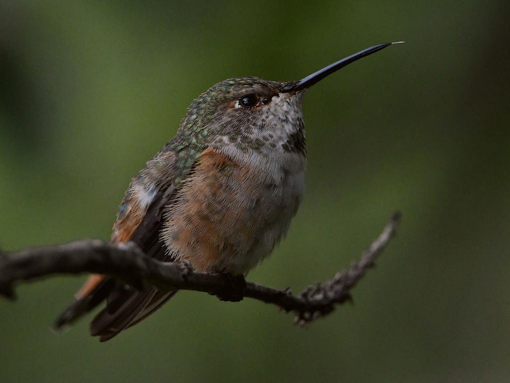 Hummer13.jpg