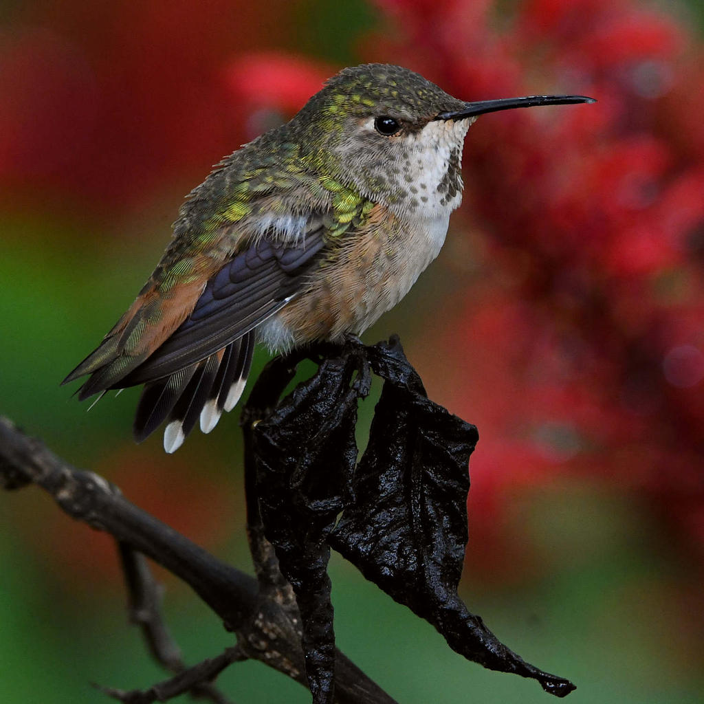 Hummer13.jpg