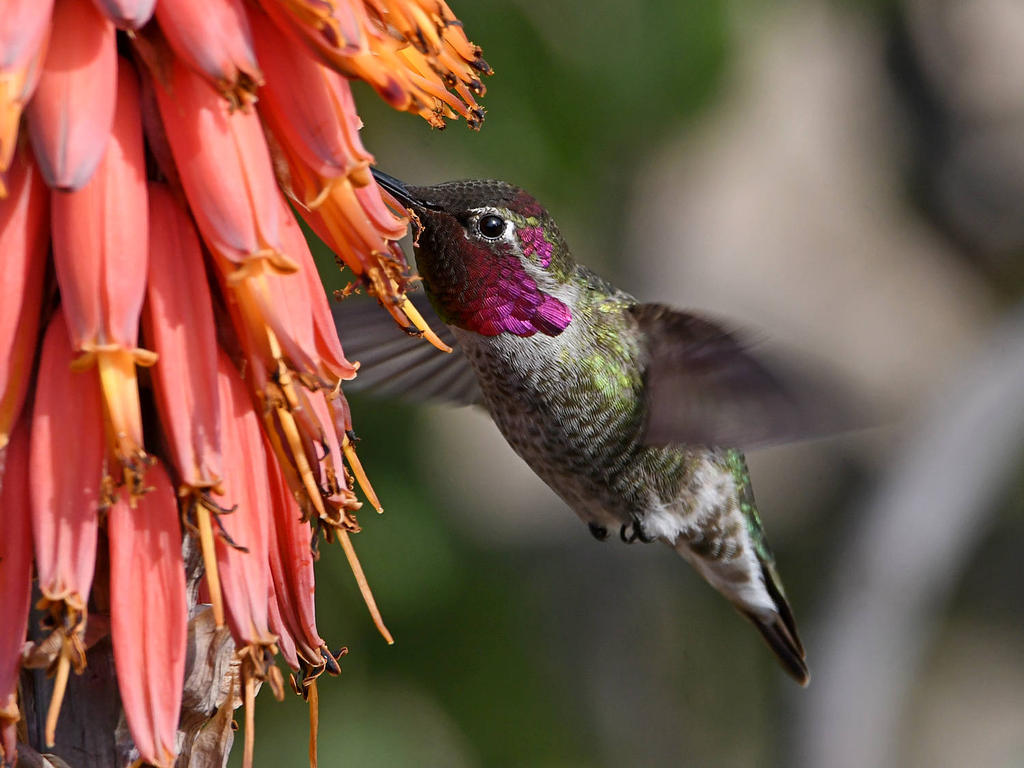 Hummer13.jpg
